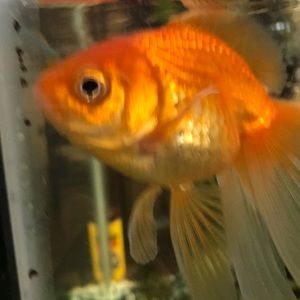 Meet your Posher, Jolene